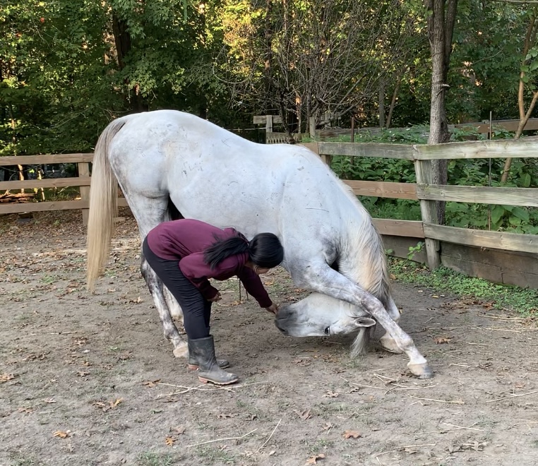 Heather C. 26 does the rounding stretch with her horse Apollo.